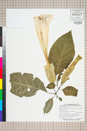 <a href="https://brmas.openmuseum.tw/muse/digi_object/0b29c47b71ad85c635fa2c7e404bdd44" target="_blank">大花曼陀羅／中央研究院生物多樣性研究博物館植物標本館 (HAST)</a>