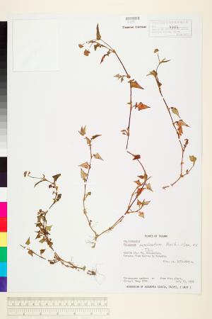 <a href="https://brmas.openmuseum.tw/muse/digi_object/0b3f3a213df990369b1074a129be8fdc" target="_blank">散血丹(玉山蓼)／中央研究院生物多樣性研究博物館植物標本館 (HAST)</a>