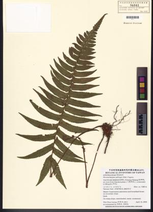 <a href="https://brmas.openmuseum.tw/muse/digi_object/0b43c06c7381337f3db73310dd5edf13" target="_blank">樸氏雙蓋蕨／中央研究院生物多樣性研究博物館植物標本館 (HAST)</a>