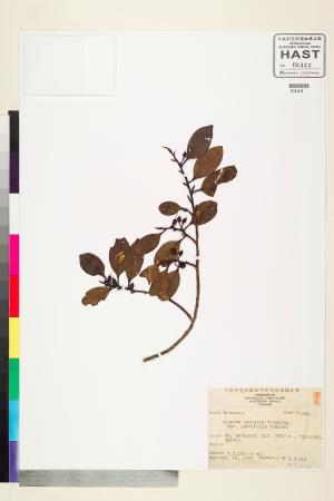 <a href="https://brmas.openmuseum.tw/muse/digi_object/0b45c8ff57c8eb085b266e13afdaf341" target="_blank">小葉楊桐／中央研究院生物多樣性研究博物館植物標本館 (HAST)</a>