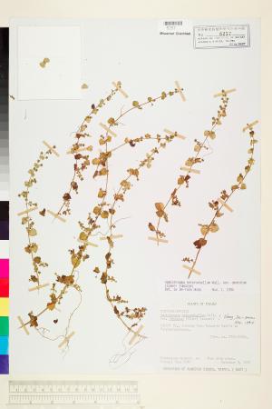 <a href="https://brmas.openmuseum.tw/muse/digi_object/0b460c7443fbf23742f65b2bd2637786" target="_blank">腰只花草(鞭打繡球、羊膜草)／中央研究院生物多樣性研究博物館植物標本館 (HAST)</a>