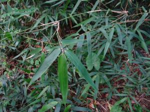 <a href="https://taieol.tw/muse/digi_object/49ef460ccdc6d1171ef285415ad1a23a" target="_blank">莎勒竹／By：pchi45／iNaturalist</a>