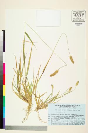 <a href="https://brmas.openmuseum.tw/muse/digi_object/0b4ff569d065062fdf172bd92f564f40" target="_blank">褐毛狗尾草／中央研究院生物多樣性研究博物館植物標本館 (HAST)</a>