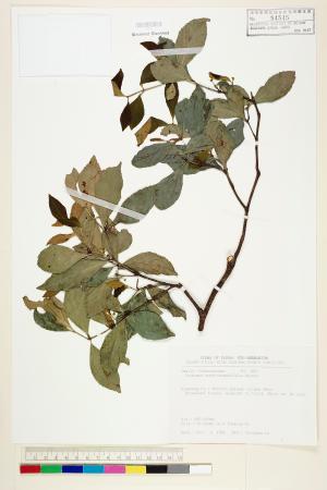 <a href="https://brmas.openmuseum.tw/muse/digi_object/0b7101d14d732257d2d6519998e2dc09" target="_blank">菱葉衛矛／中央研究院生物多樣性研究博物館植物標本館 (HAST)</a>