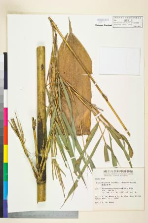 <a href="https://brmas.openmuseum.tw/muse/digi_object/0b987c0d68103b0f15e9aaa1515528f6" target="_blank">邢氏苦竹(四時竹、寒山竹)／中央研究院生物多樣性研究博物館植物標本館 (HAST)</a>
