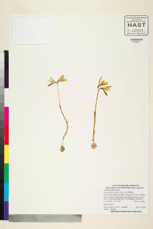 <a href="https://brmas.openmuseum.tw/muse/digi_object/0b9aa487b749802fdd0ebd643d34eed2" target="_blank">紫花脈葉蘭／中央研究院生物多樣性研究博物館植物標本館 (HAST)</a>