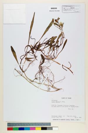 <a href="https://brmas.openmuseum.tw/muse/digi_object/0ba3367accc827feff3c5696ba8e2dfa" target="_blank">細葉剪刀股／中央研究院生物多樣性研究博物館植物標本館 (HAST)</a>
