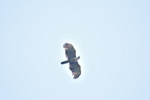<a href="https://taieol.tw/muse/digi_object/c16f3acd9cc7cb0bd06f3128f0530297" target="_blank">熊鷹／By：giambichang／iNaturalist</a>