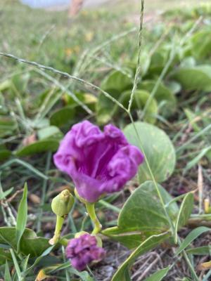 <a href="https://taieol.tw/muse/digi_object/5fc8948258da7a0257fe4bf862084745" target="_blank">馬鞍藤／By：mobuni／iNaturalist</a>