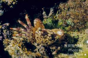 <a href="https://taieol.tw/muse/digi_object/4a7b8ced6e1d2a4e832893f2521a6816" target="_blank">褶痕厚紋蟹／By：陳育賢／陳育賢</a>