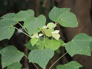 <a href="https://taieol.tw/muse/digi_object/730530eec692b94eb51584668b695f51" target="_blank">野桐／By：leaf0605／iNaturalist</a>