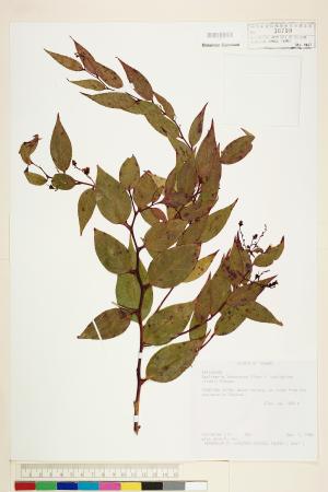 <a href="https://brmas.openmuseum.tw/muse/digi_object/0bc6c42320d89b120e83f5af66edd4eb" target="_blank">白珠樹／中央研究院生物多樣性研究博物館植物標本館 (HAST)</a>