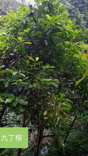 <a href="https://taieol.tw/muse/digi_object/611724fc612d20cbb7ee32287dcdf8b1" target="_blank">九丁榕／By：dayacat／iNaturalist</a>