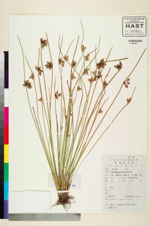 <a href="https://brmas.openmuseum.tw/muse/digi_object/0be4c41a929e5080832ed21ed8e2320a" target="_blank">水毛花／中央研究院生物多樣性研究博物館植物標本館 (HAST)</a>