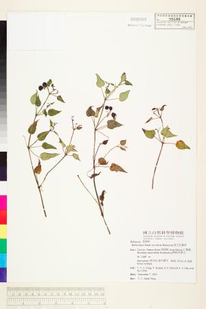 <a href="https://brmas.openmuseum.tw/muse/digi_object/0be73c32ddc69a1ca2efe6439837b856" target="_blank">直立紅藤草／中央研究院生物多樣性研究博物館植物標本館 (HAST)</a>