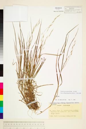 <a href="https://brmas.openmuseum.tw/muse/digi_object/0bf1134d862effd12f129f19730786a2" target="_blank">玉山雀麥／中央研究院生物多樣性研究博物館植物標本館 (HAST)</a>