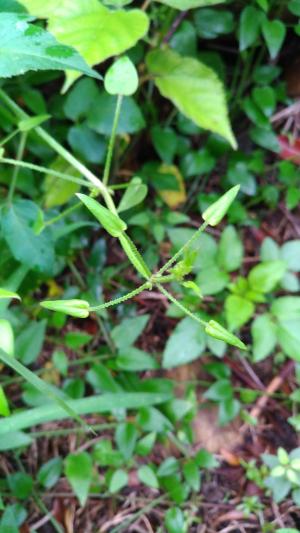<a href="https://taieol.tw/muse/digi_object/14295257ed6f7ea83fdff7ecfc037e51" target="_blank">金劍草／By：stevenson1002／iNaturalist</a>