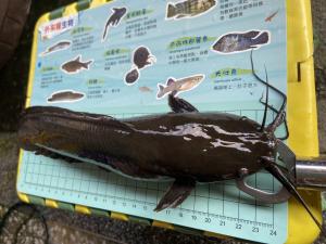 <a href="https://taieol.tw/muse/digi_object/45a37af6489e03ba6ef276bba289ee6d" target="_blank">蟾鬍鯰／By：cyuan-siang／iNaturalist</a>