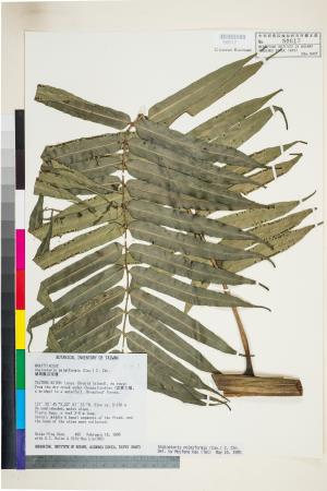 <a href="https://brmas.openmuseum.tw/muse/digi_object/0c10eddf0ec90b1740fc89d44241641f" target="_blank">蘭嶼觀音座蓮／中央研究院生物多樣性研究博物館植物標本館 (HAST)</a>