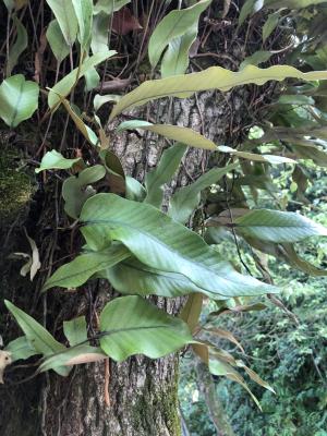<a href="https://taieol.tw/muse/digi_object/0271987321f81bd2a8cfce117e4b8af1" target="_blank">石葦／By：jingtzuo／iNaturalist</a>