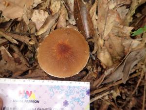 Psathyrella delineata(凸紋小脆柄菇)