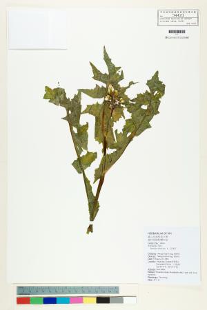 <a href="https://brmas.openmuseum.tw/muse/digi_object/0c1e829b95d700f651066873c8edbcd8" target="_blank">苦滇菜(苦菜)／中央研究院生物多樣性研究博物館植物標本館 (HAST)</a>