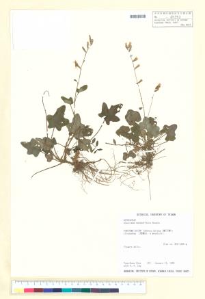 <a href="https://brmas.openmuseum.tw/muse/digi_object/0c1f605b555d513f620a1a2914107755" target="_blank">中原氏鬼督郵／中央研究院生物多樣性研究博物館植物標本館 (HAST)</a>