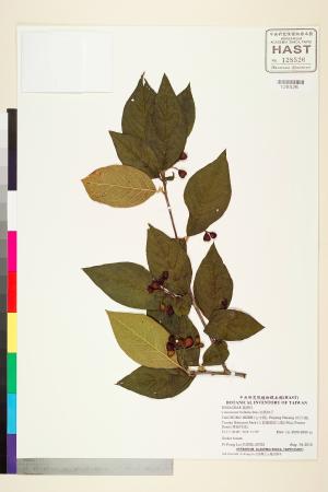 <a href="https://brmas.openmuseum.tw/muse/digi_object/0c26e381d57152963427ffeb3c9f9514" target="_blank">泡葉栒子／中央研究院生物多樣性研究博物館植物標本館 (HAST)</a>