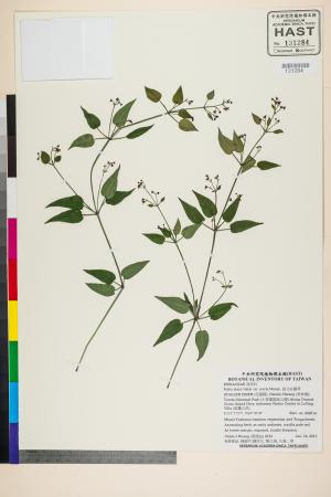 <a href="https://brmas.openmuseum.tw/muse/digi_object/0c3617b835f573ffe8d038a48ff05261" target="_blank">直立紅藤草／中央研究院生物多樣性研究博物館植物標本館 (HAST)</a>