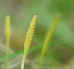 20100318 瓶爾小草@花蓮東華 16