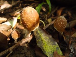 Psathyrella spintrigera(白絨毛小脆柄菇)