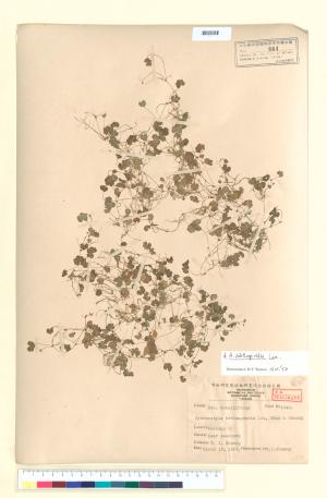 <a href="https://brmas.openmuseum.tw/muse/digi_object/0c52f898493e99c1a70a9cbe01fcad09" target="_blank">天胡荽／中央研究院生物多樣性研究博物館植物標本館 (HAST)</a>