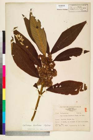 <a href="https://brmas.openmuseum.tw/muse/digi_object/0c545d23319aad9cd5057fd42b6217ea" target="_blank">鬼紫珠(枇杷葉紫珠)／中央研究院生物多樣性研究博物館植物標本館 (HAST)</a>