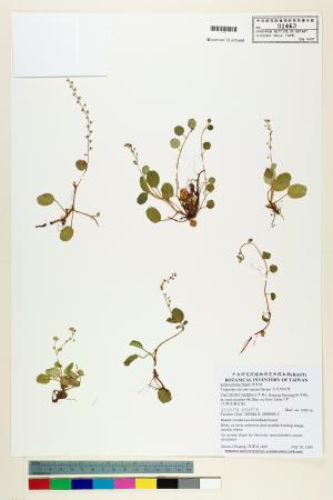 <a href="https://brmas.openmuseum.tw/muse/digi_object/0c6b3b735d167f5576ea81de42340f75" target="_blank">台北附地草／中央研究院生物多樣性研究博物館植物標本館 (HAST)</a>