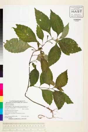 <a href="https://brmas.openmuseum.tw/muse/digi_object/0c7680010fa8c0ab2e1bb1c79c39c0c0" target="_blank">假糙蘇屬／中央研究院生物多樣性研究博物館植物標本館 (HAST)</a>