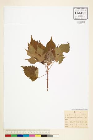 <a href="https://brmas.openmuseum.tw/muse/digi_object/0c8eba1e816a373e34246de31322f299" target="_blank">構樹／中央研究院生物多樣性研究博物館植物標本館 (HAST)</a>