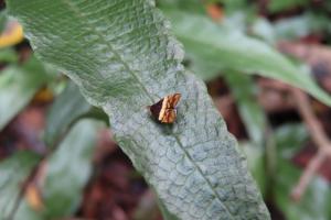 <a href="https://taieol.tw/muse/digi_object/fa586580ec09ef22715367bc5e8e71ea" target="_blank">黃翅桑舞蛾／By：yuluhuang／iNaturalist</a>