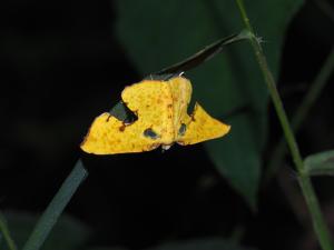 <a href="https://taieol.tw/muse/digi_object/7073e44daf325b268f175ae42b3acccf" target="_blank">Corymica spatiosa／By：max822／iNaturalist</a>