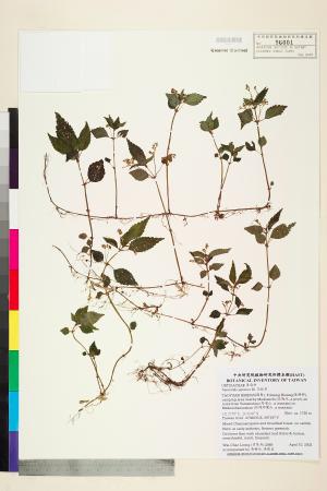 <a href="https://brmas.openmuseum.tw/muse/digi_object/0ccfc0c073febf7567208dc7a83dc2be" target="_blank">花點草／中央研究院生物多樣性研究博物館植物標本館 (HAST)</a>