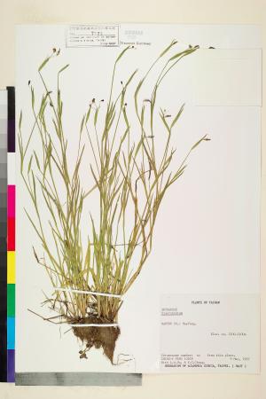 <a href="https://brmas.openmuseum.tw/muse/digi_object/0cdf8052356032a4cd0ec664792db3c3" target="_blank">庭菖蒲屬／中央研究院生物多樣性研究博物館植物標本館 (HAST)</a>