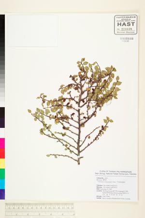<a href="https://brmas.openmuseum.tw/muse/digi_object/0d01e2e32365de2fdce344514d2de7e6" target="_blank">平枝舖地蜈蚣／中央研究院生物多樣性研究博物館植物標本館 (HAST)</a>