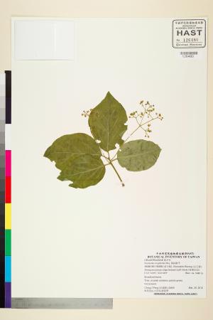 <a href="https://brmas.openmuseum.tw/muse/digi_object/0d0cb85e40bc380d0c494ef6e13ed7a3" target="_blank">垂絲衛矛／中央研究院生物多樣性研究博物館植物標本館 (HAST)</a>