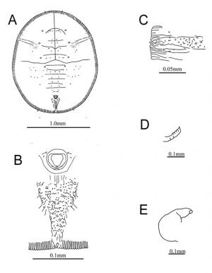 Dialeurodes daphniphylli  Takahashi, 1932