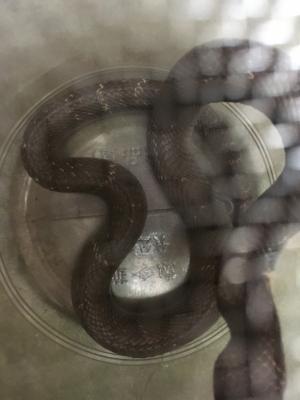 <a href="https://taieol.tw/muse/digi_object/15b8cec30589f0c3af899b0f77113ad1" target="_blank">眼鏡蛇／By：chendada／iNaturalist</a>