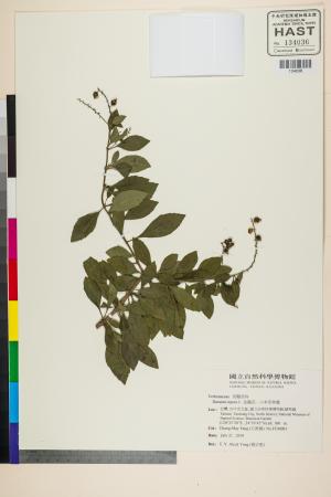 <a href="https://brmas.openmuseum.tw/muse/digi_object/0d498e2b61b34a5471c0e3bf7409c55d" target="_blank">金露花(小本苦林盤)／中央研究院生物多樣性研究博物館植物標本館 (HAST)</a>