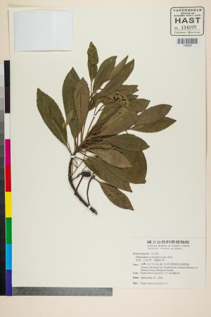 <a href="https://brmas.openmuseum.tw/muse/digi_object/0d546758becd937351696f35becea0ae" target="_blank">杜英／中央研究院生物多樣性研究博物館植物標本館 (HAST)</a>