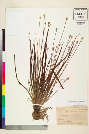 <a href="https://brmas.openmuseum.tw/muse/digi_object/0d565805bfbb8af1a0deb3d80d8b9725" target="_blank">大葉穀精草／中央研究院生物多樣性研究博物館植物標本館 (HAST)</a>