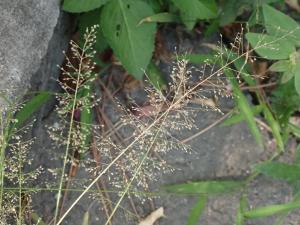<a href="https://taieol.tw/muse/digi_object/9540a99205381a82eab32a6dfb551135" target="_blank">Eragrostis tenella／By：pseudoshuigeeee／iNaturalist</a>