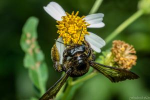 Xylocopa tranquebarorum_003.jpg