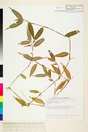 <a href="https://brmas.openmuseum.tw/muse/digi_object/0d6eac097a14fc326c246609c7caa369" target="_blank">竹仔菜（節節草）／中央研究院生物多樣性研究博物館植物標本館 (HAST)</a>